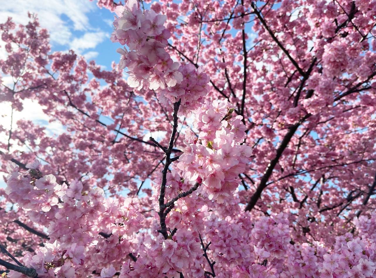 河津桜2
