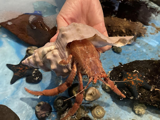 世界一ちっちゃな水族館5