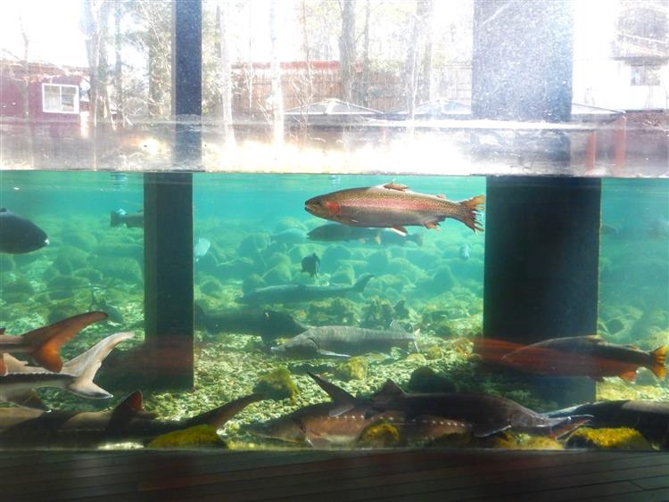 森の中の水族館4