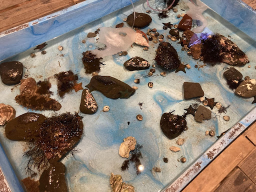 世界一ちっちゃな水族館4