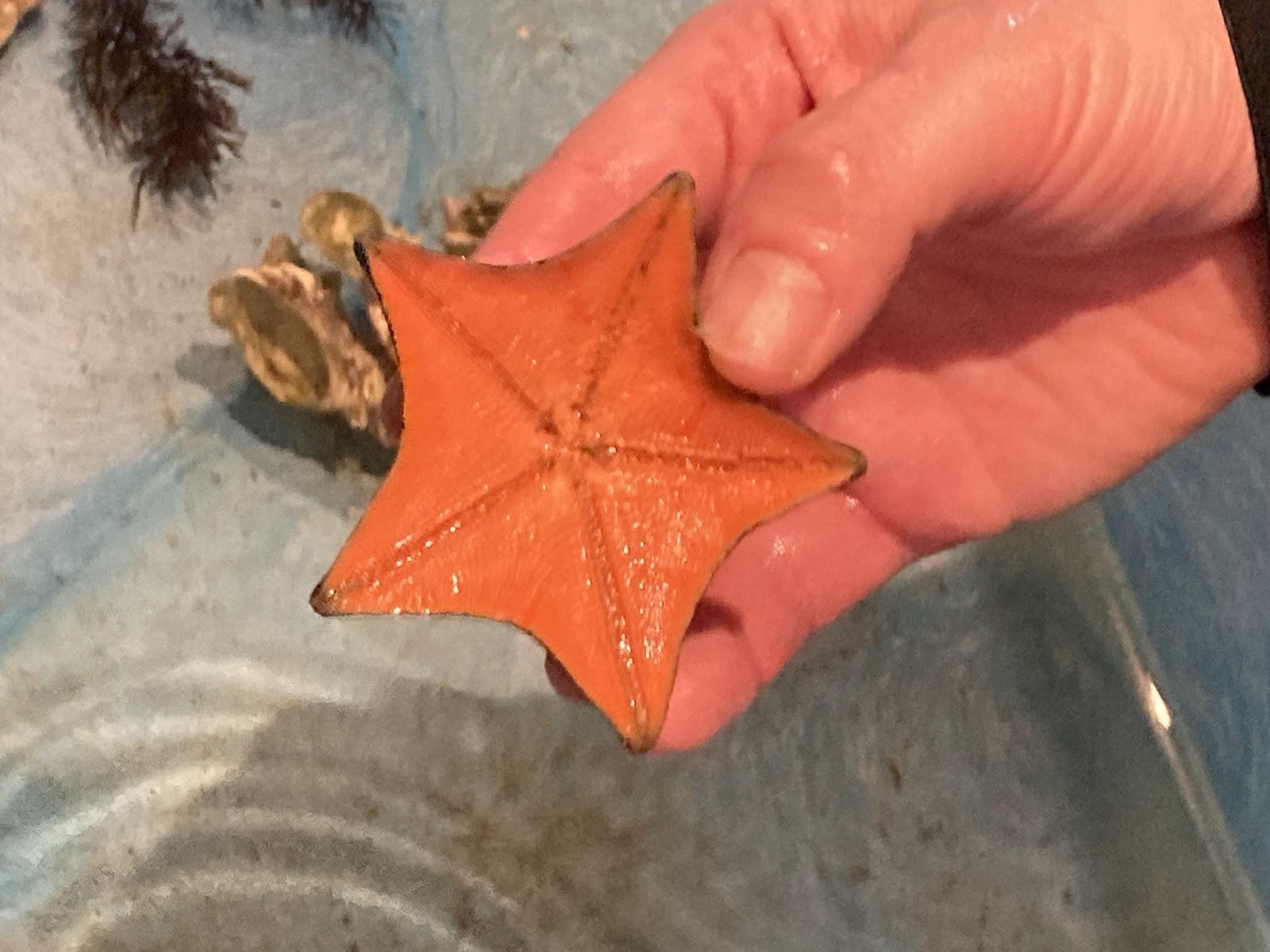 世界一ちっちゃな水族館3