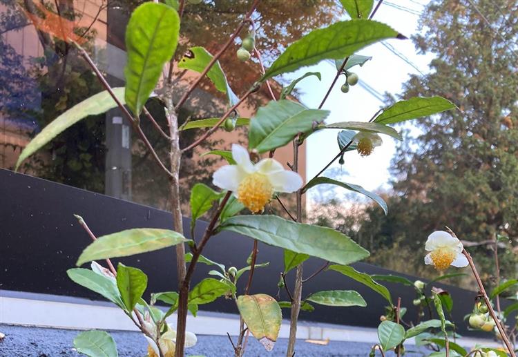 茶石2