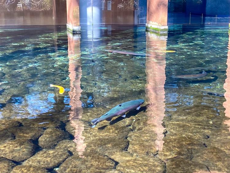 森の中の水族館2