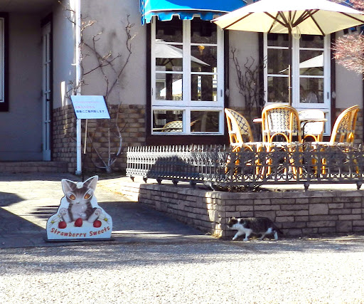 オルソンさんのいちご7