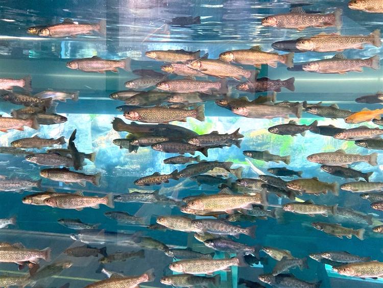 森の中の水族館1