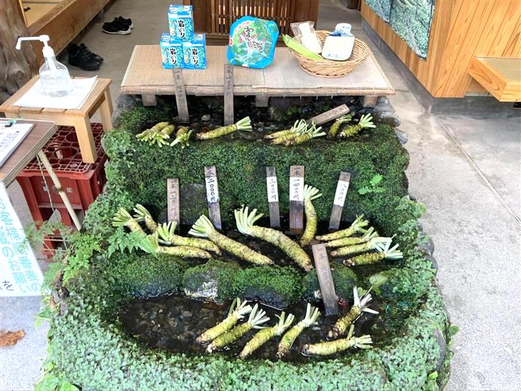 わさび園