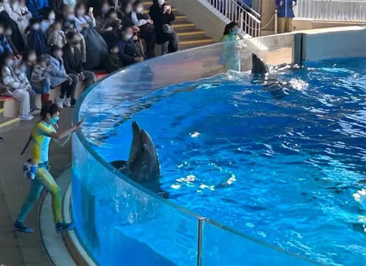 新江ノ島水族館のイルカショー「イルカのご機嫌最優先」にほっこり癒さ