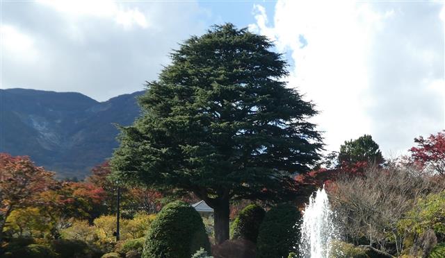 箱根強羅公園4