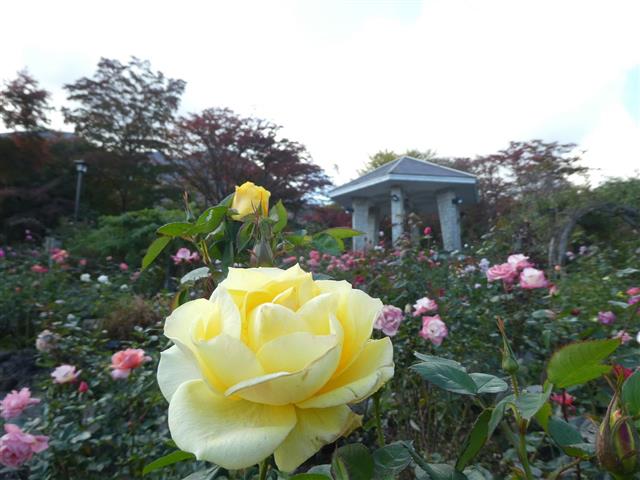 箱根強羅公園6