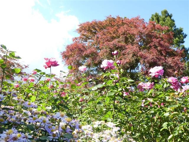 箱根強羅公園8