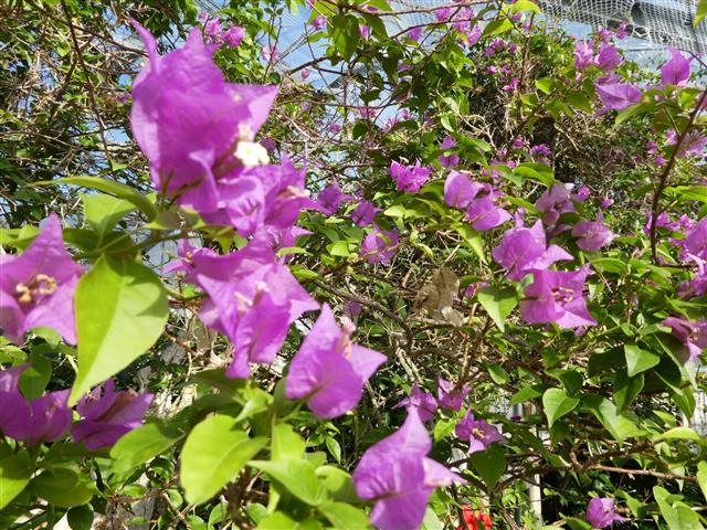 箱根強羅公園11