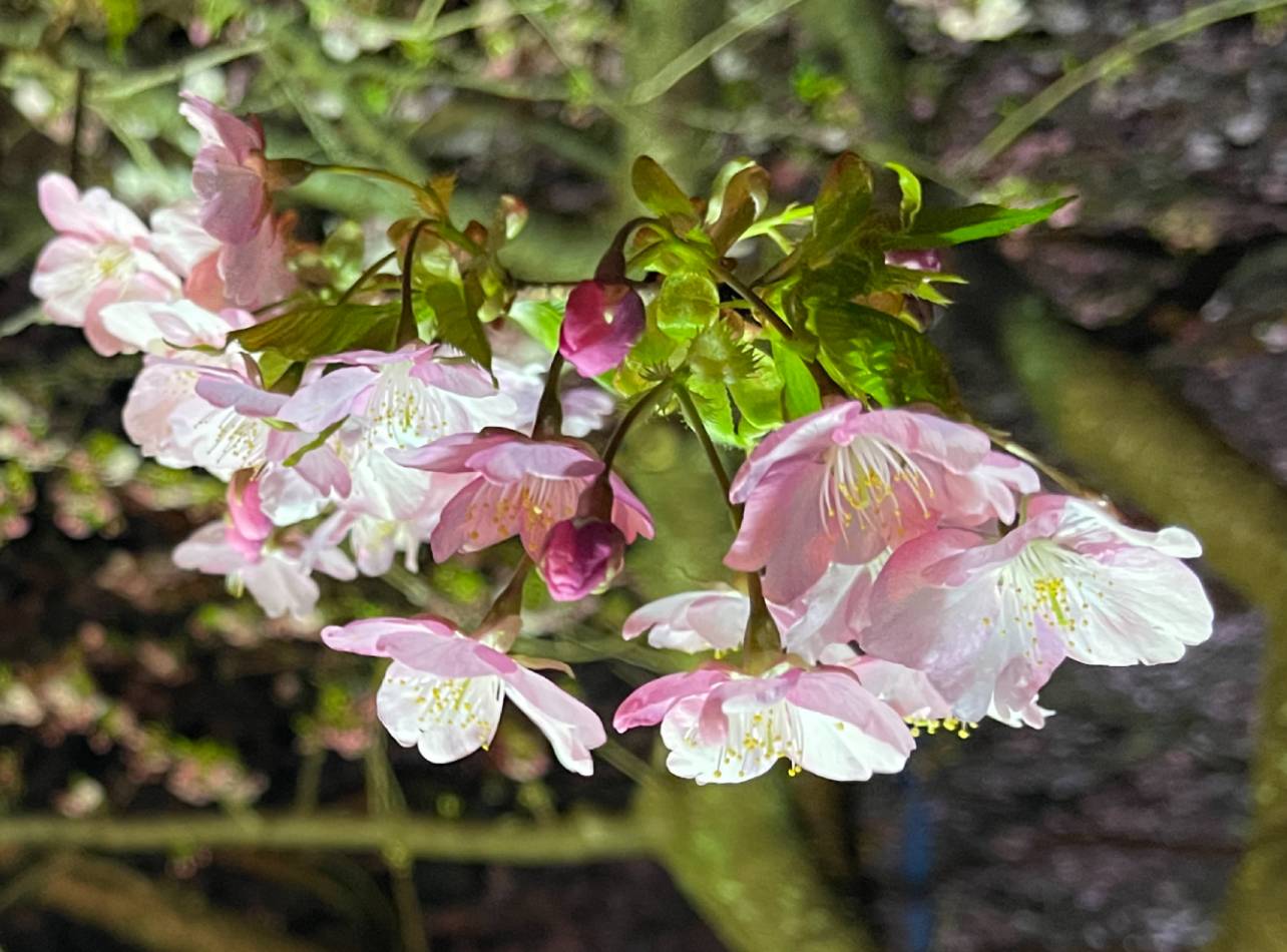 夜の河津桜まつり