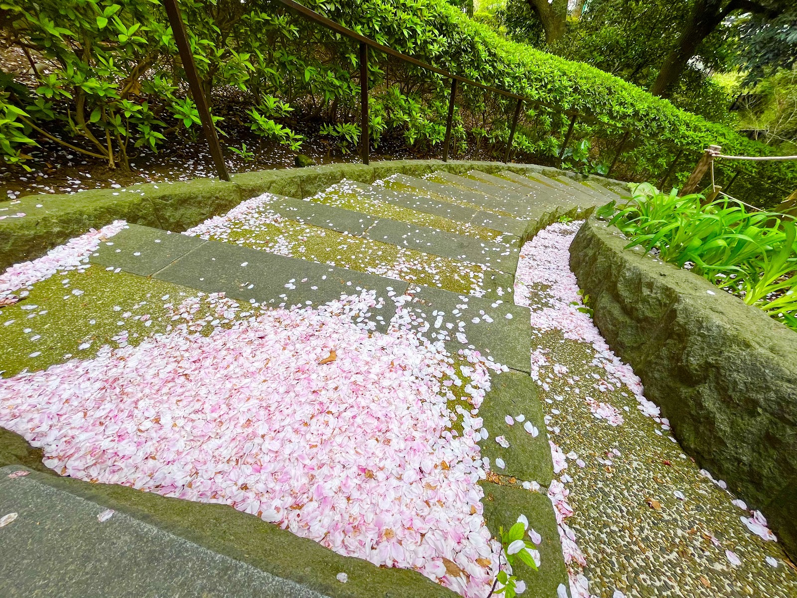 元町公園花見