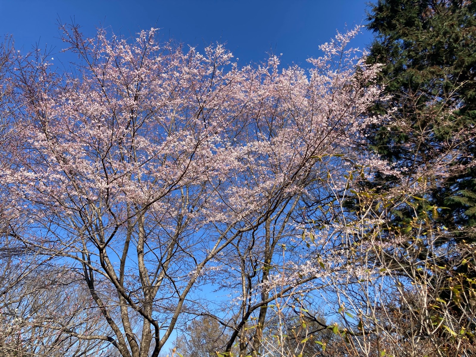 相模原春のおすすめスポット
