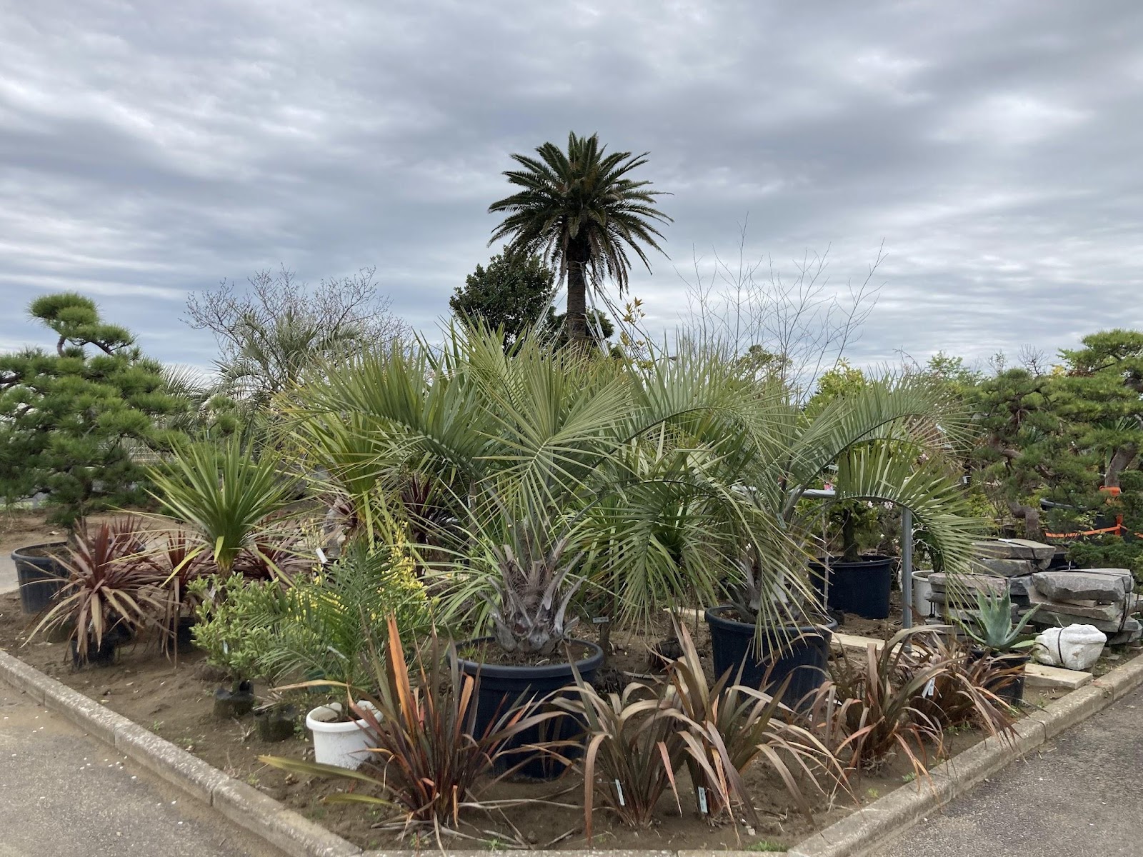 みのりの郷東金植物