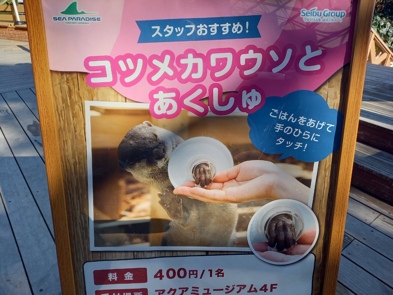 八景島シーパラダイスのコツメカワウソと握手