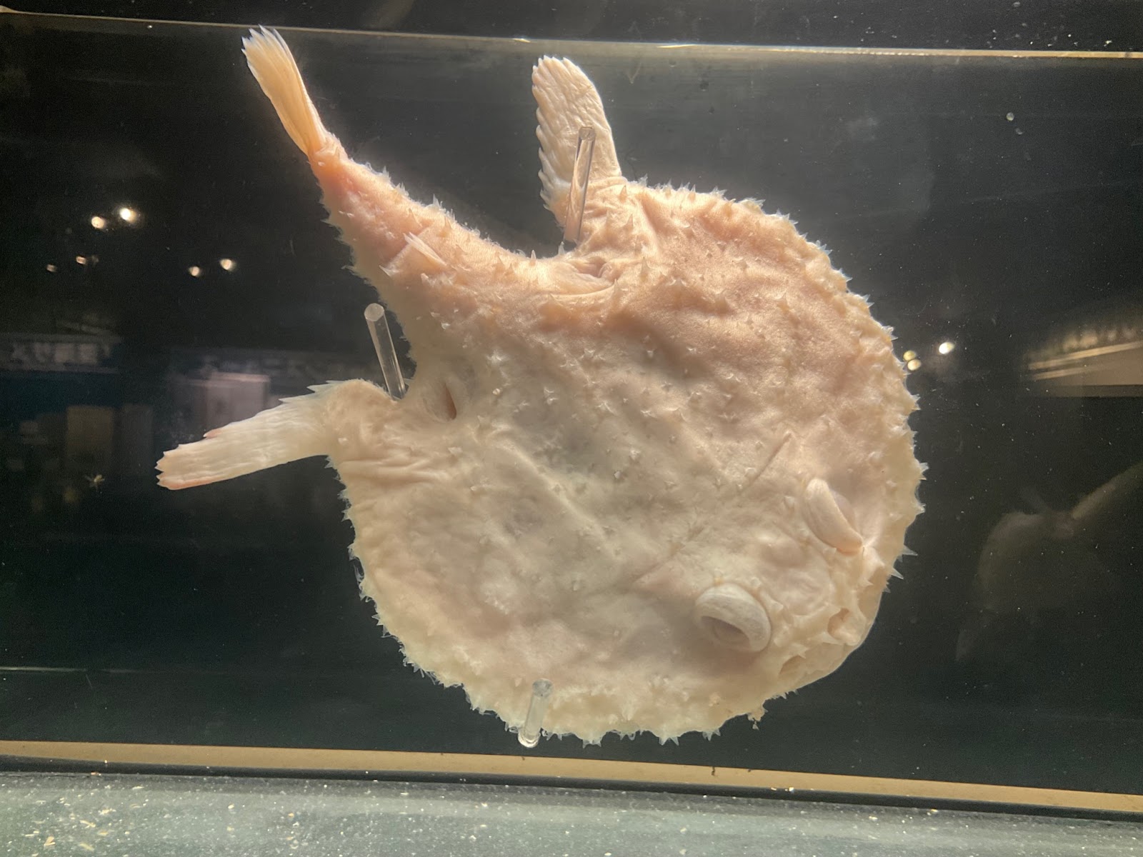 深海生物