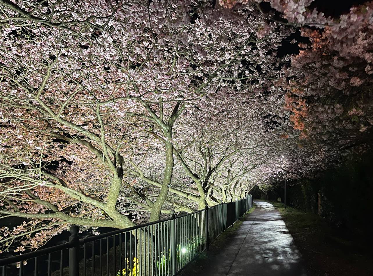 河津桜まつりライトアップ