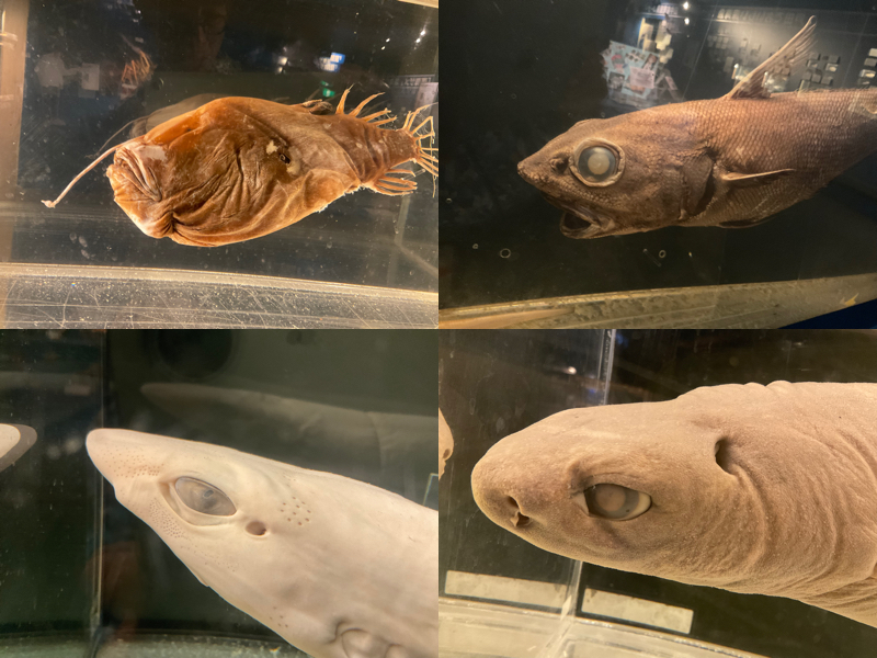 駿河湾深海生物館3
