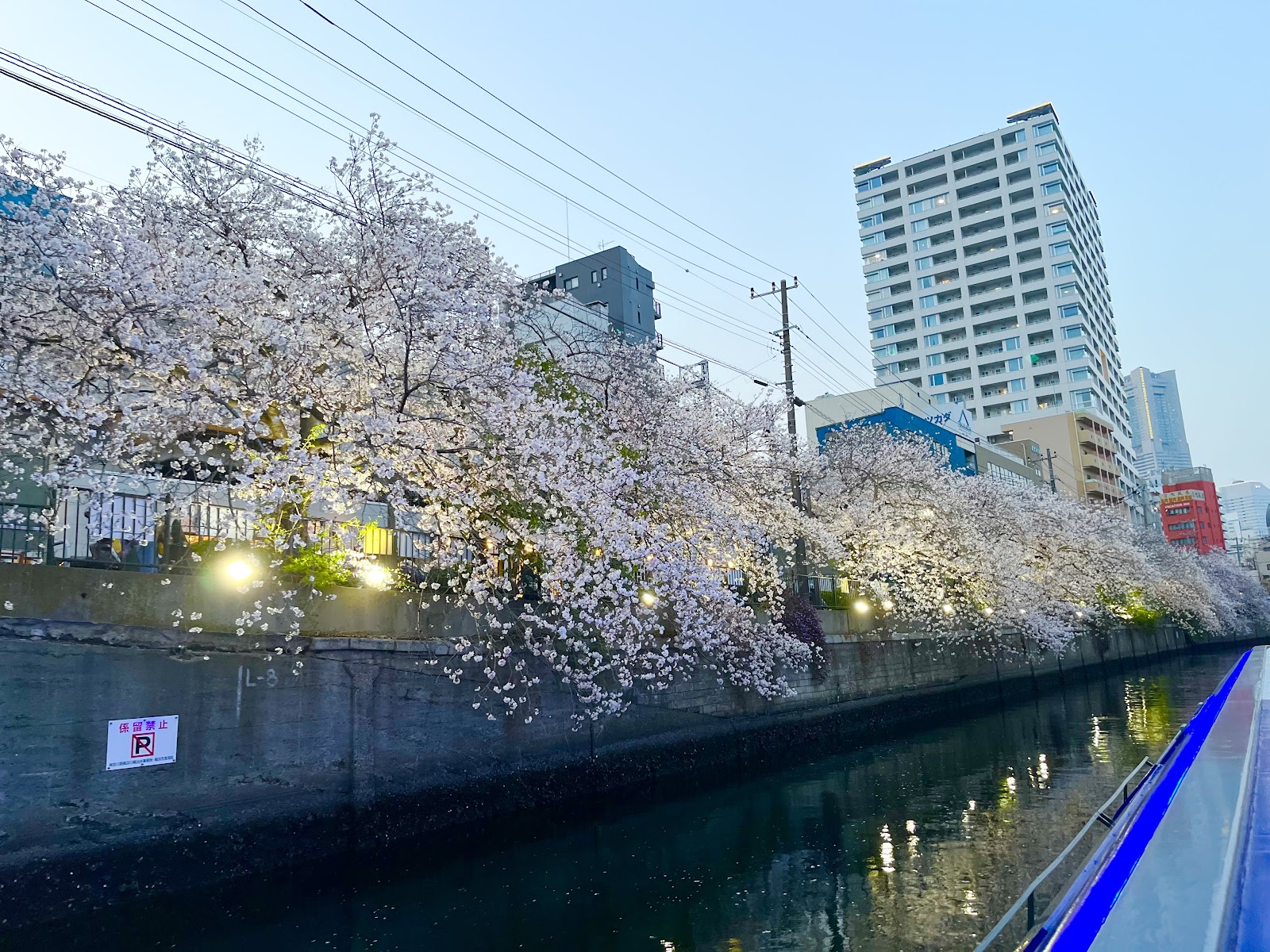 みなとみらい花見