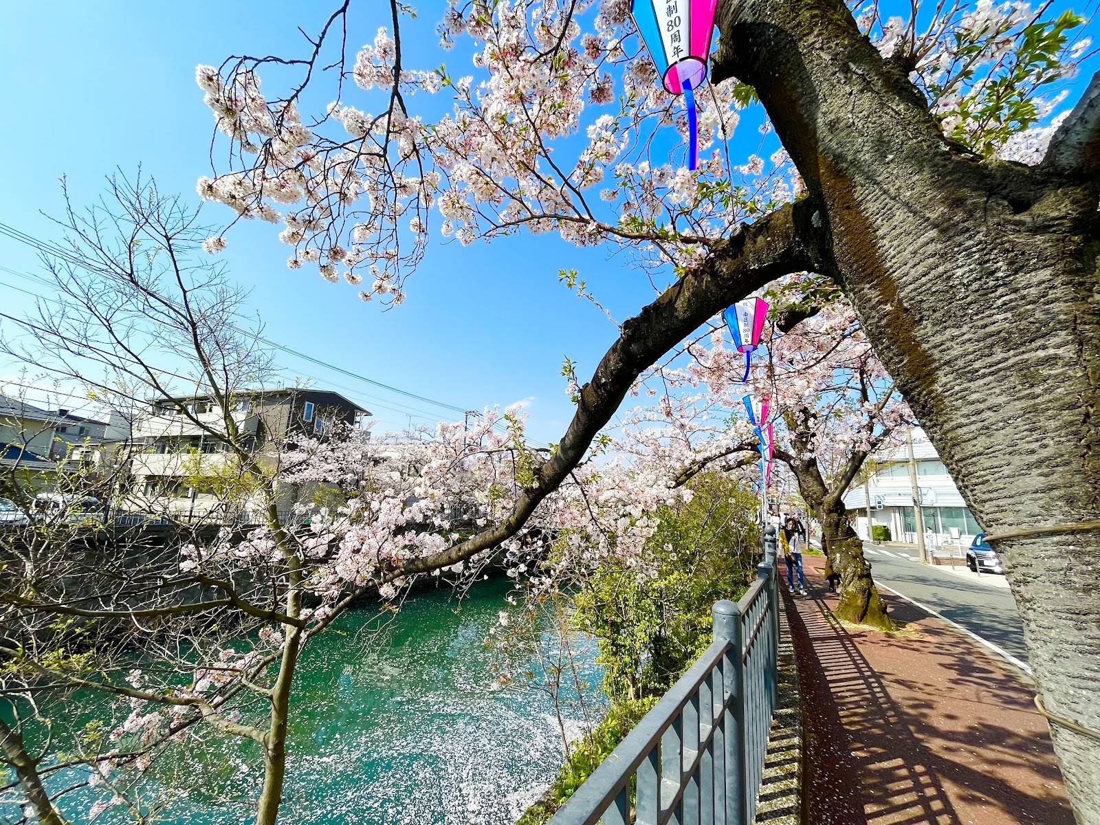 春の大岡川プロムナード