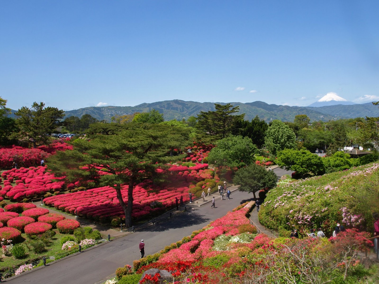 小室山公園つつじ観賞会