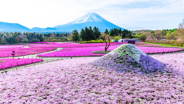 富士芝桜まつり