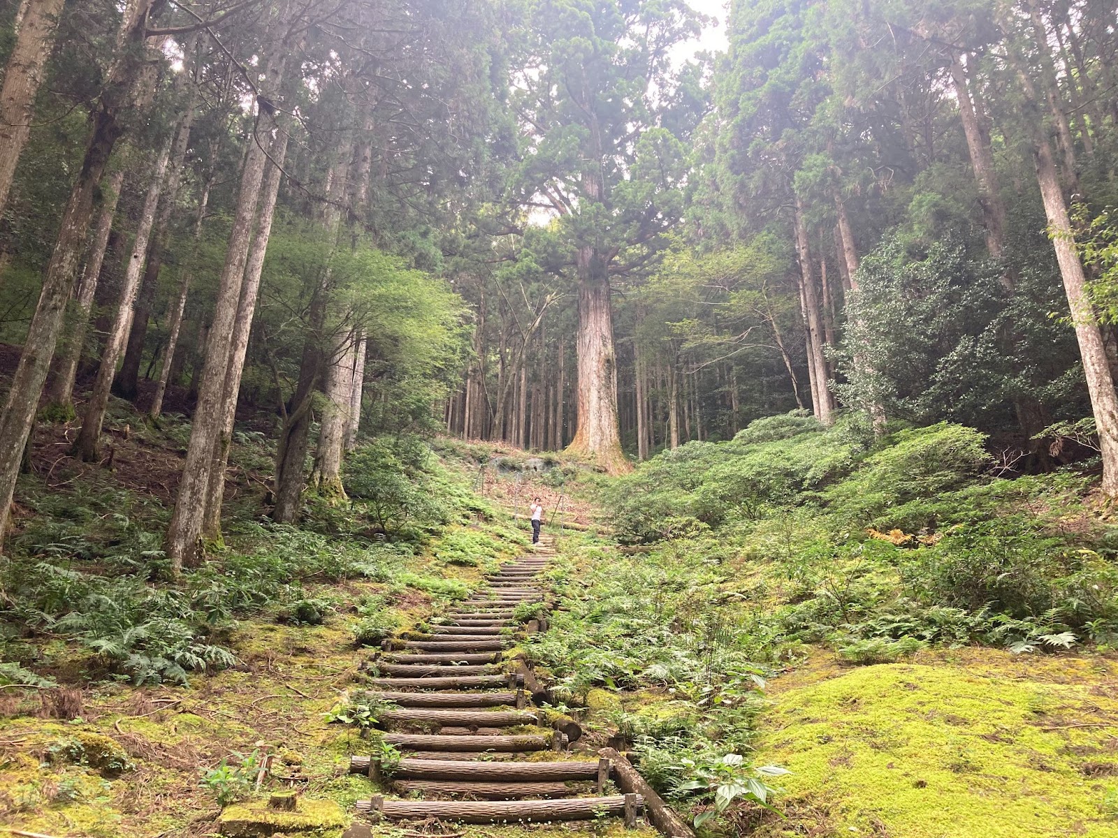天城の太郎杉