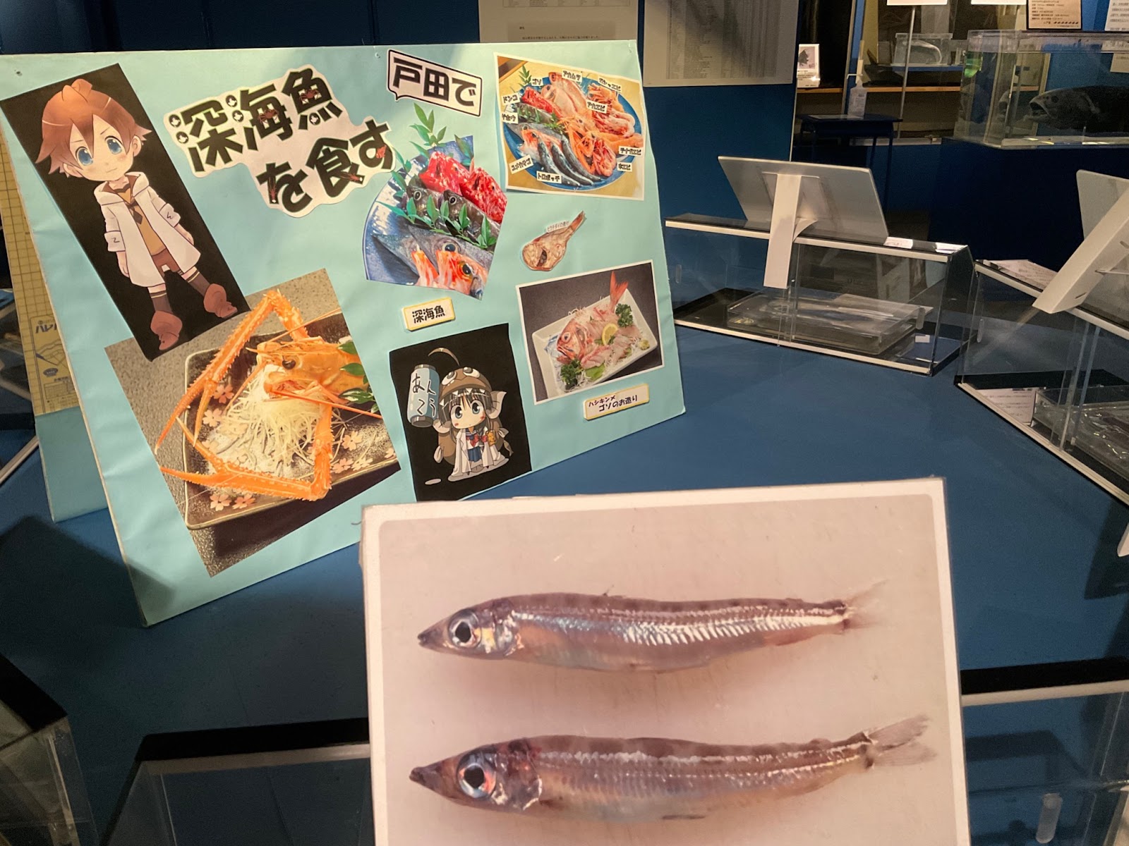 深海魚コーナー