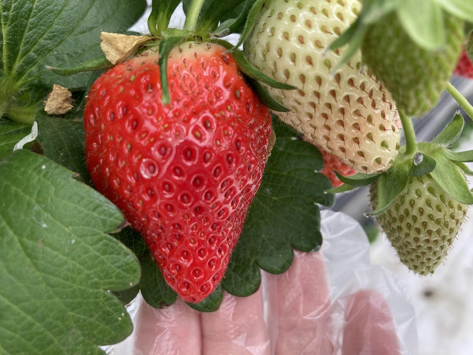 東金いちご狩り