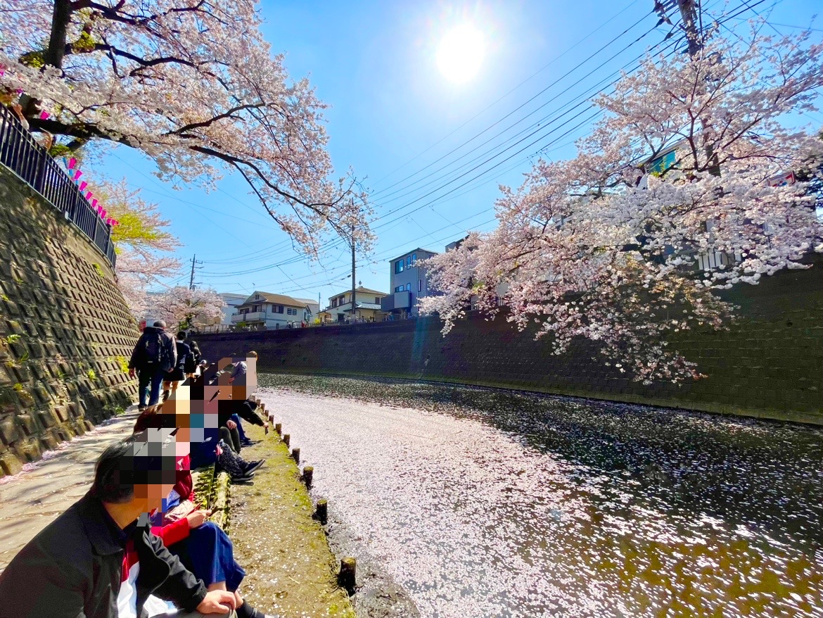 大岡川の花見