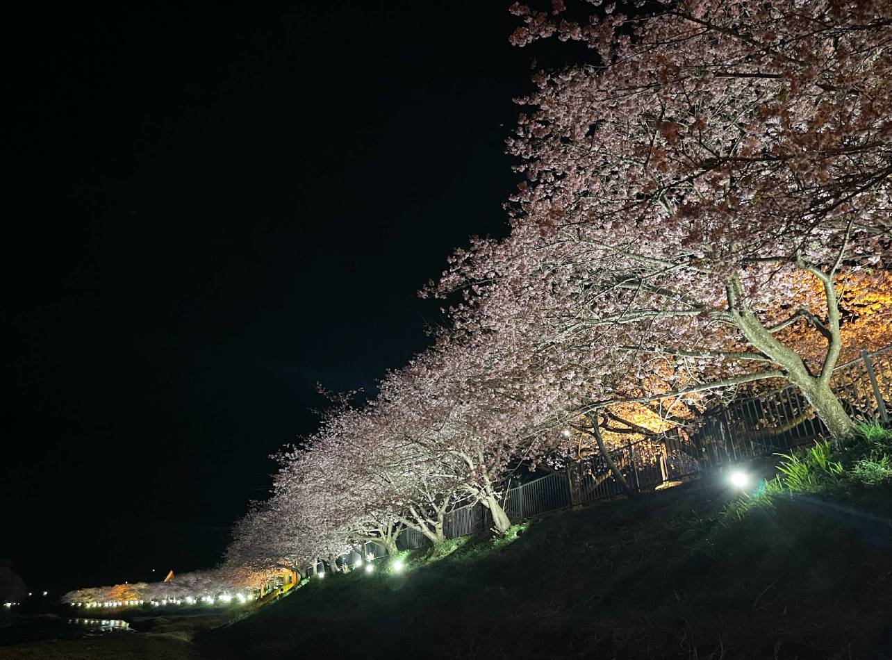 夜の河津桜
