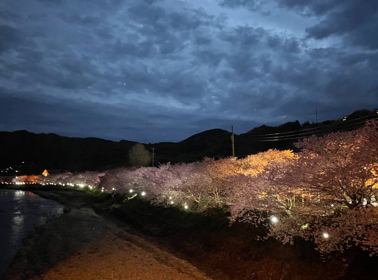 河津桜夜景