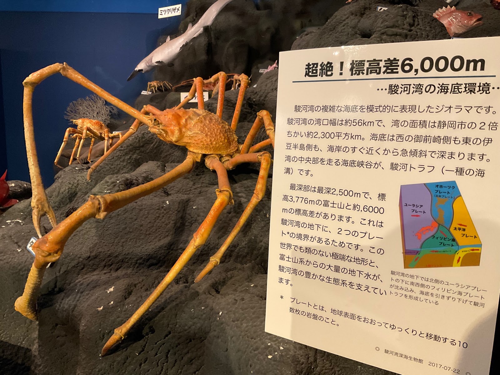 タカアシガニ3