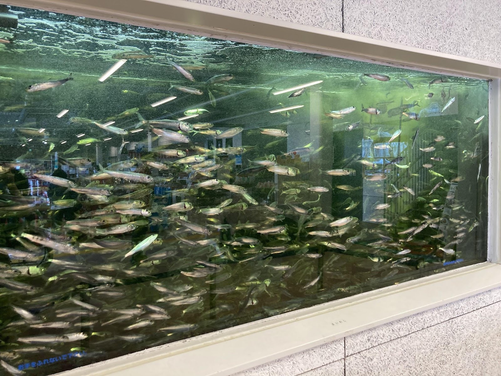 九十九里いわし資料館