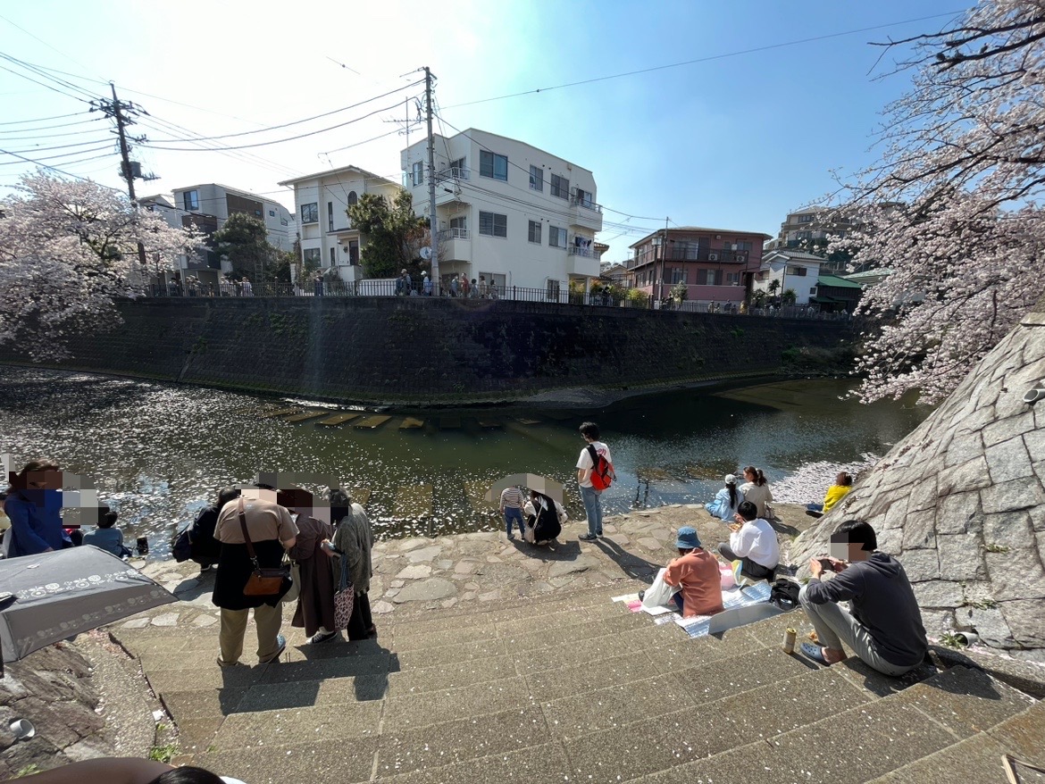 横浜市桜穴場