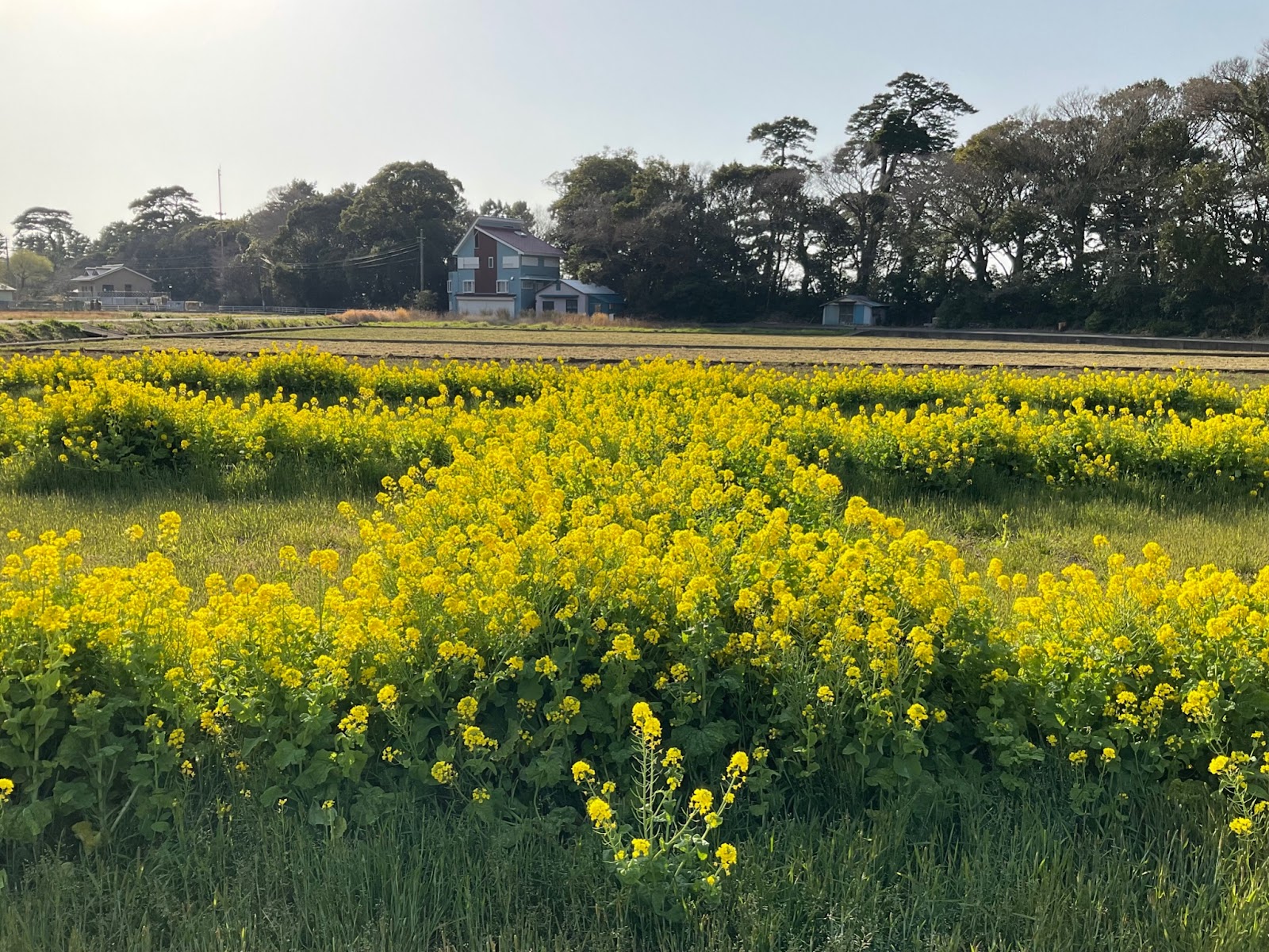 井田のシンボル・菜の花畑