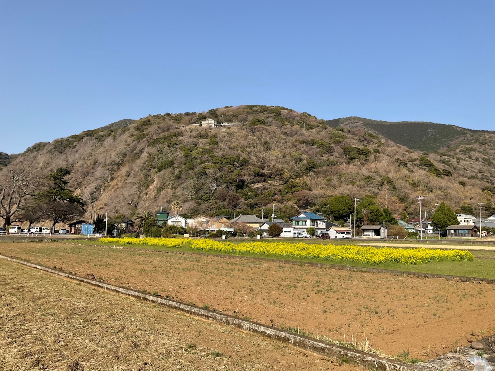 井田の菜の花畑