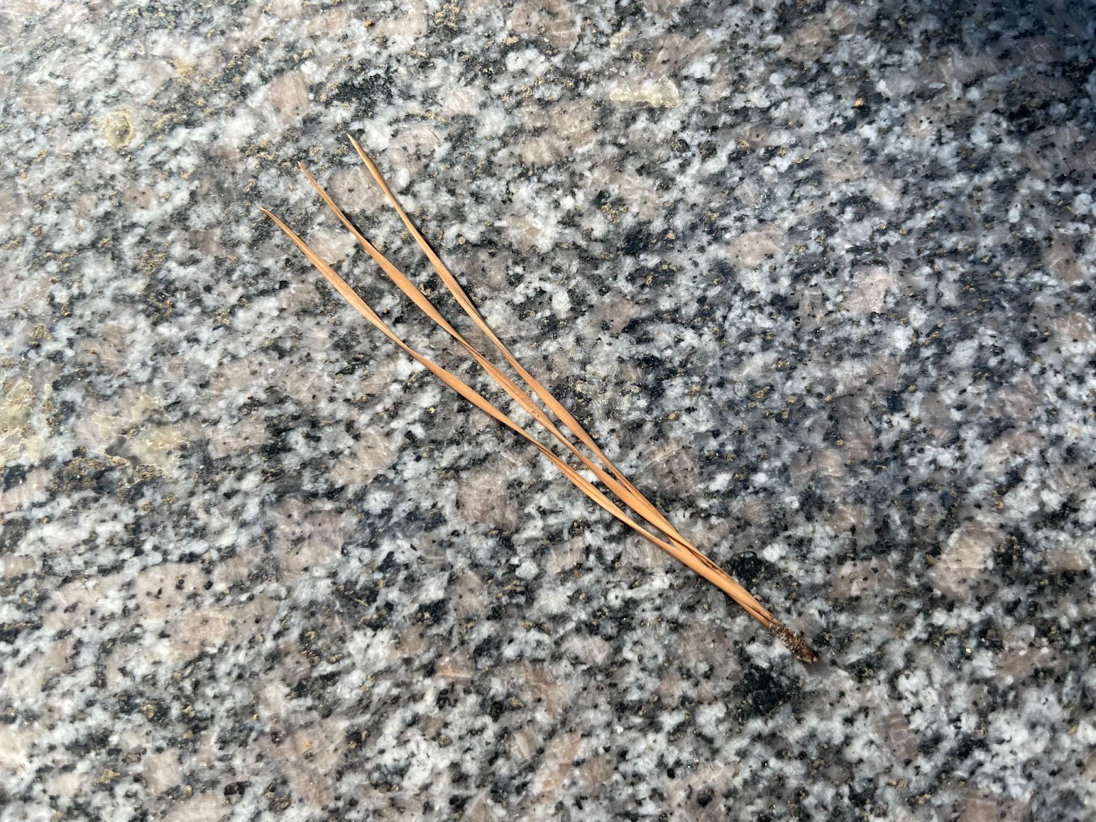 落葉には金運のご利益