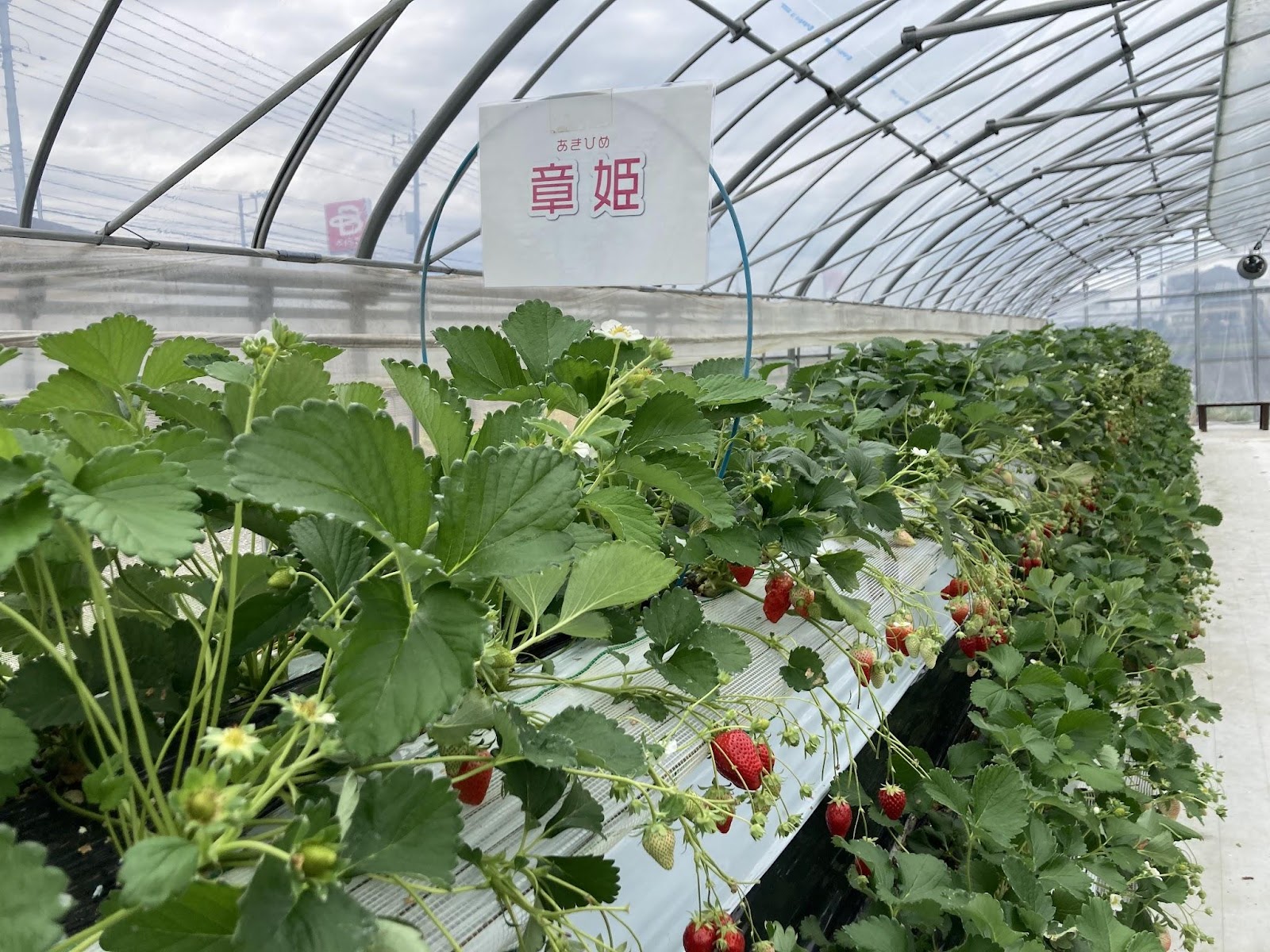 九十九里いちご狩りおすすめ