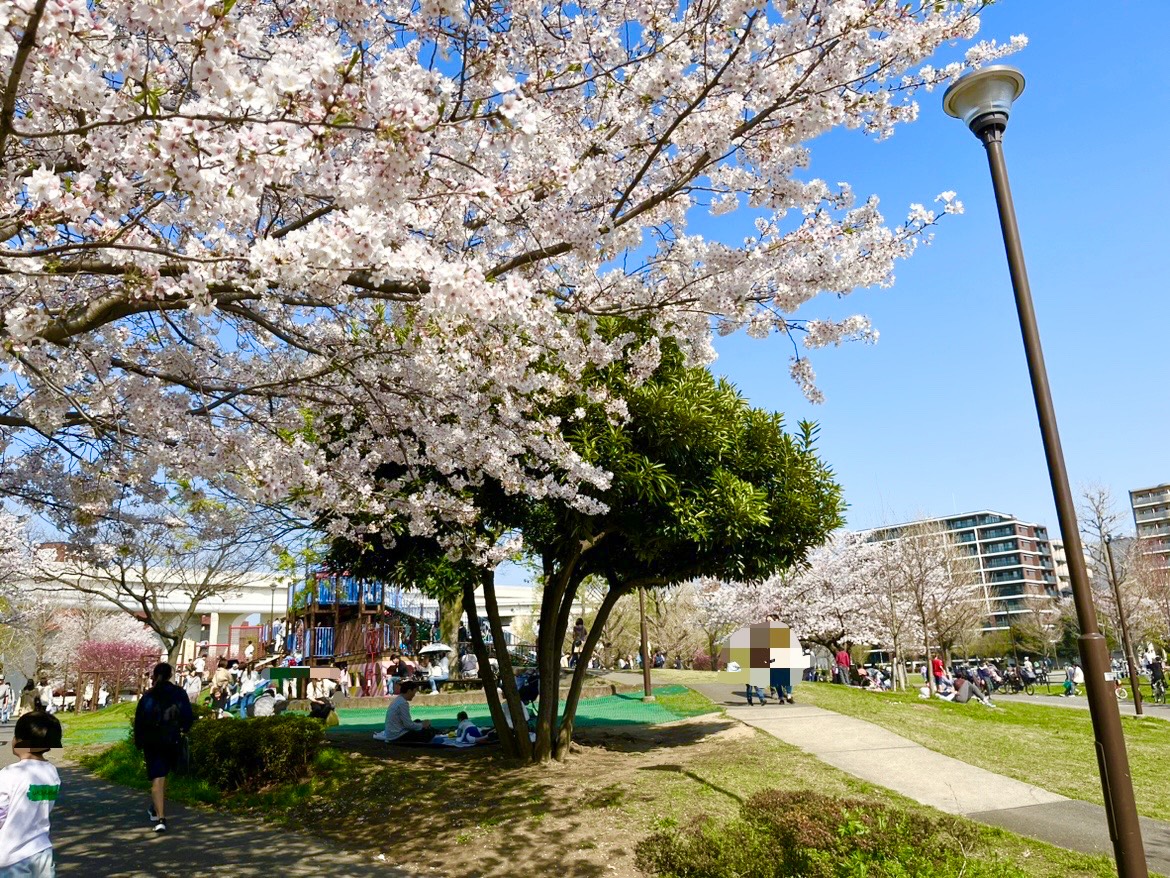 横浜市桜