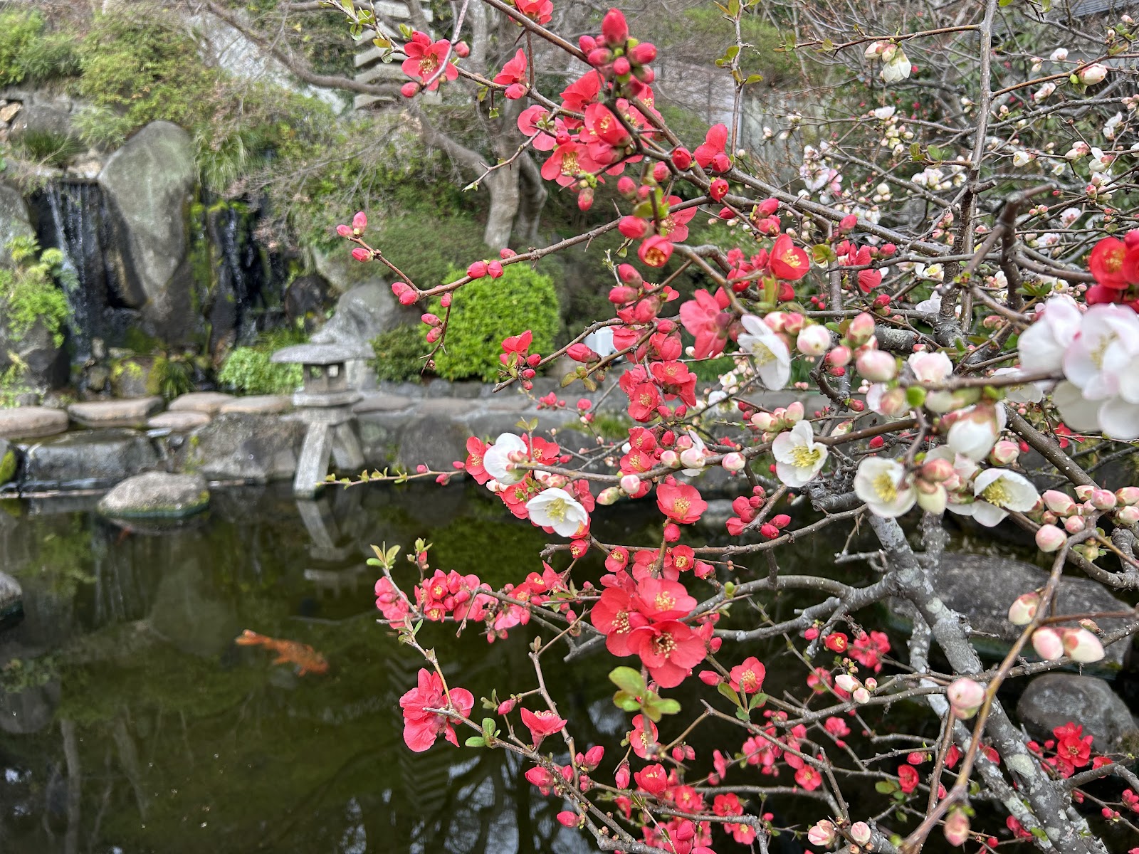鎌倉・長谷寺2