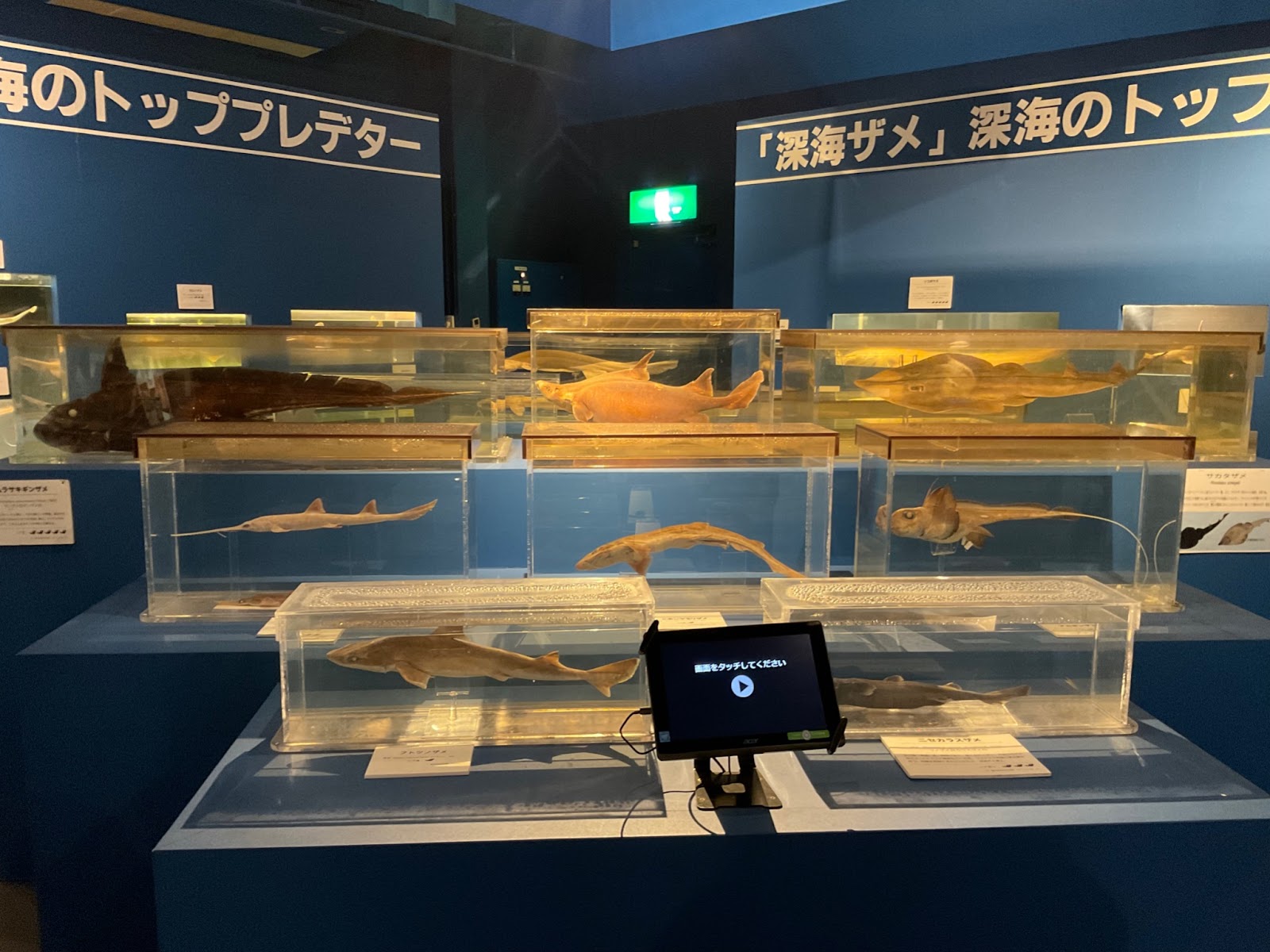 駿河湾深海生物館サメコーナー