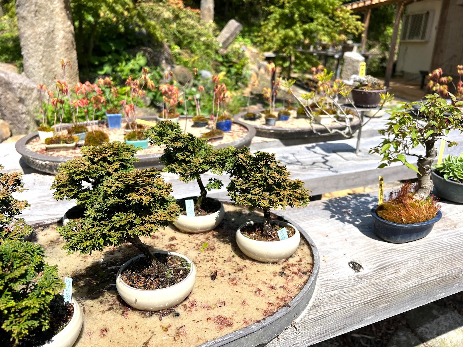 茶庵 芙蓉6