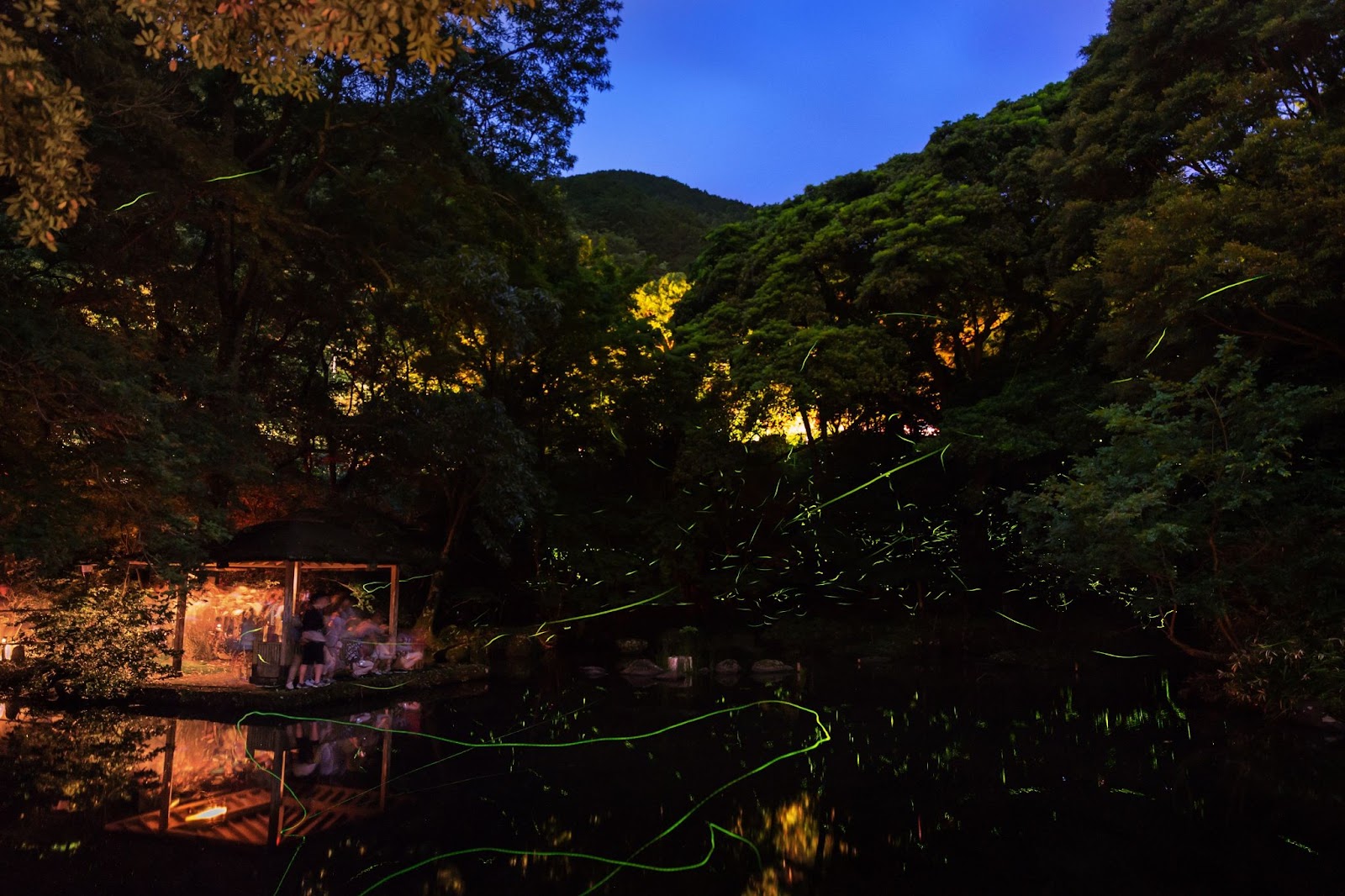 東伊豆・ほたる鑑賞の夕べ