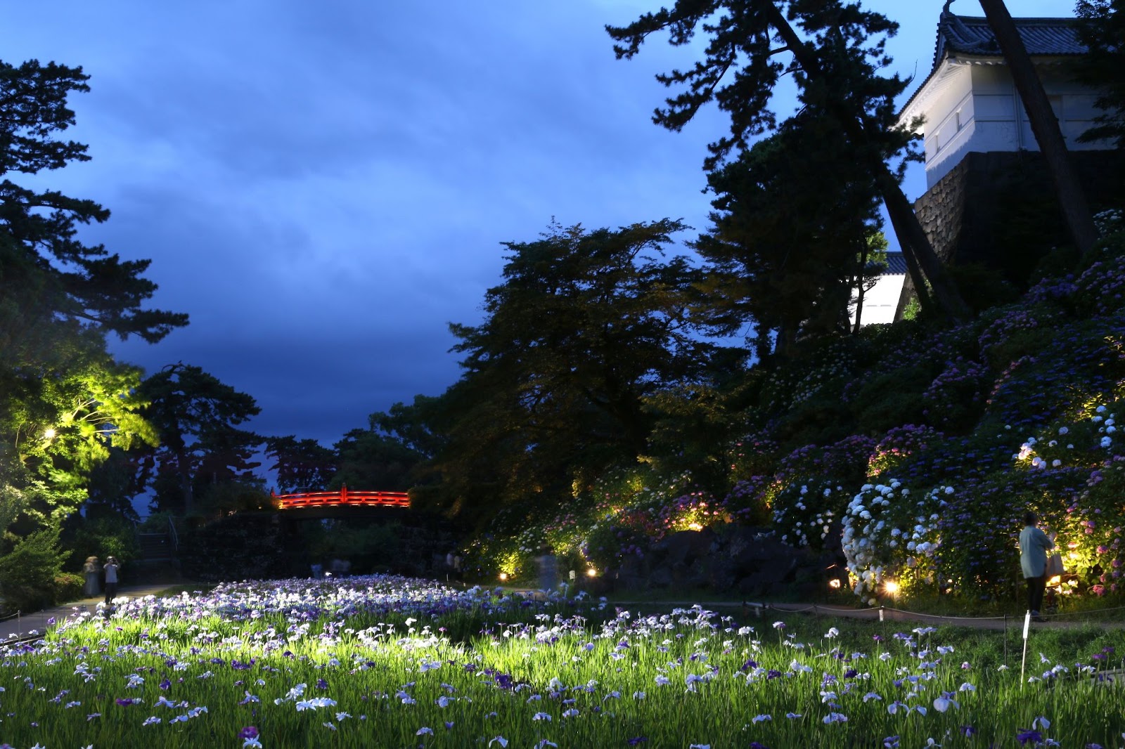 【小田原市】花々が緑雨を彩る「小田原城あじさい花菖蒲まつり」