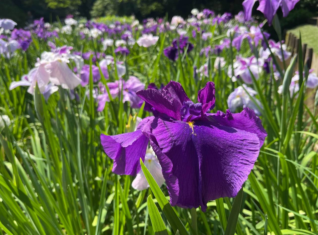 明月院花菖蒲