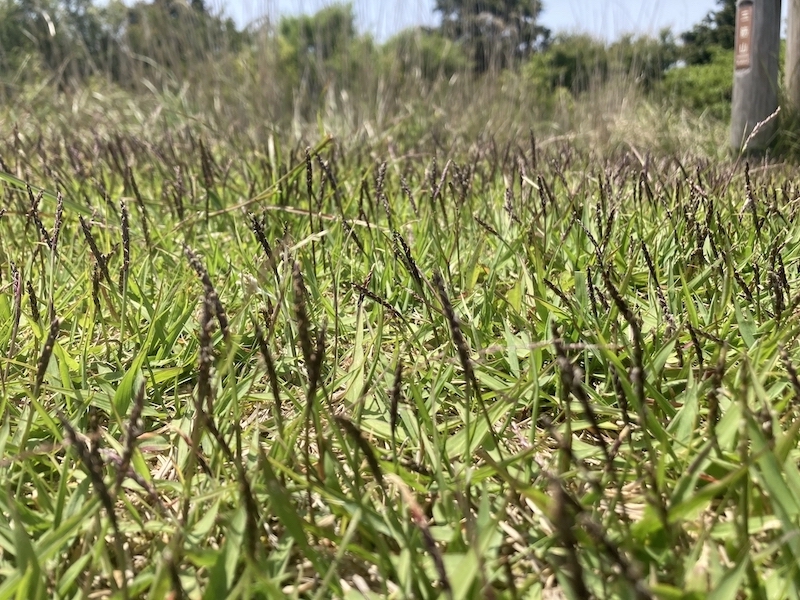 細野高原_野焼き跡