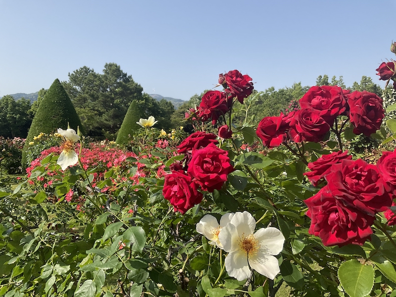バガテル公園_大輪のバラ