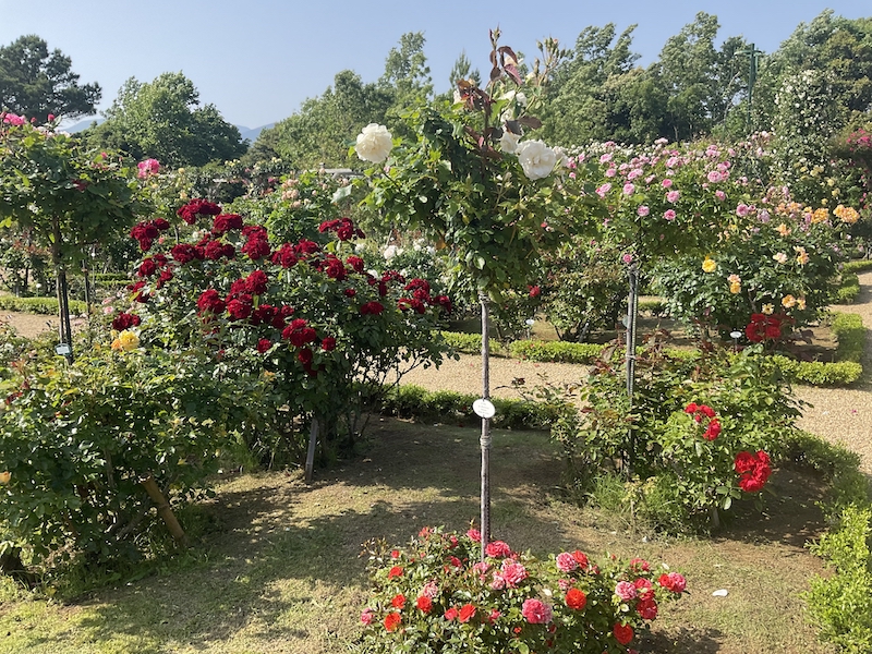バガテル公園_エーデルワイス